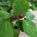 Cotoneaster nebrodensis Blad