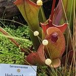 Heliamphora ionasi Прочее