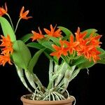 Guarianthe aurantiaca Habitus