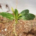 Barleria prionitis Folha