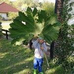 Gunnera tinctoriaFuelha