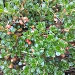 Arctostaphylos uva-ursiŽiedas