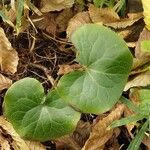 Asarum europaeum Leaf