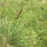 Festuca burgundiana Flower