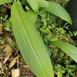 Setaria palmifoliaLeaf