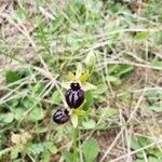 Ophrys sphegodes Flor