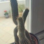 Cleistocactus strausii 葉