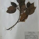Cinnamomum glanduliferum Otro