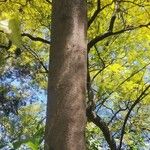 Jacaranda mimosifolia Bark