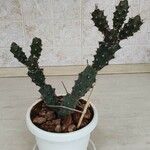 Opuntia monacantha (Willd. ex Schltdl.) Haw.Blad