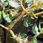 Mentzelia parvifolia Φλοιός