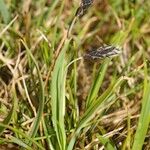 Carex atrofusca Habit