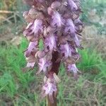 Himantoglossum robertianum Fleur