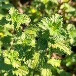 Sideritis hirsuta Leaf