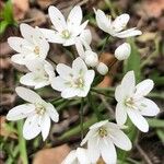 Allium neapolitanum Kvet