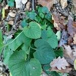 Viola suavis Leaf