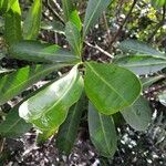 Voacanga thouarsii Leaf