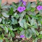 Ruellia tuberosa 花