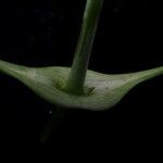 Clematis connata Corteza