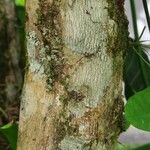 Miconia impetiolaris Bark