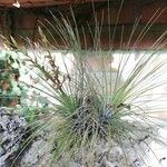 Tillandsia filifolia Ліст