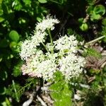 Meum athamanticum Flower