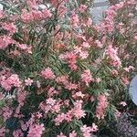 Nerium oleander आदत