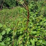 Fallopia scandens Levél