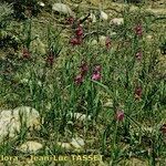 Gladiolus × byzantinus Vekstform