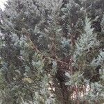 Juniperus scopulorum 形态