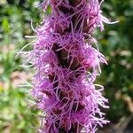 Liatris spicata Fleur