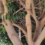 Ficus rubiginosa Kéreg/szár