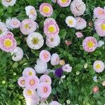 Bellis rotundifolia Flower
