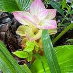 Curcuma zedoaria Flor
