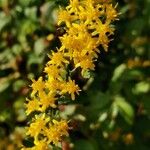 Solidago petiolaris Квітка