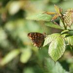 Rubus ferus Folha