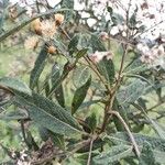Vernonanthura tweedieana Leaf