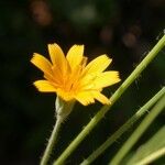 Krigia virginica Flower