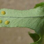 Polypodium vulgare Лист