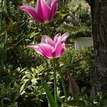 Tulipa didieri Vekstform