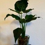 Alocasia cucullataഇല