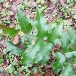 Berberis aquifolium Blatt