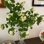 Lantana canescens Цвят