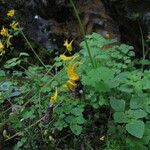 Corydalis pseudolongipes Агульны выгляд