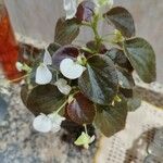 Begonia cucullata ഇല