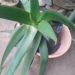 Aloe sheilae Folha