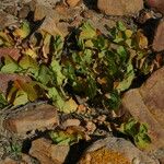 Aristolochia navicularis 整株植物