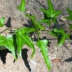 Hedera nepalensis Deilen