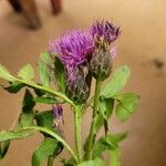 Serratula coronata Flower