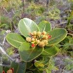 Pancheria calophylla Habitus